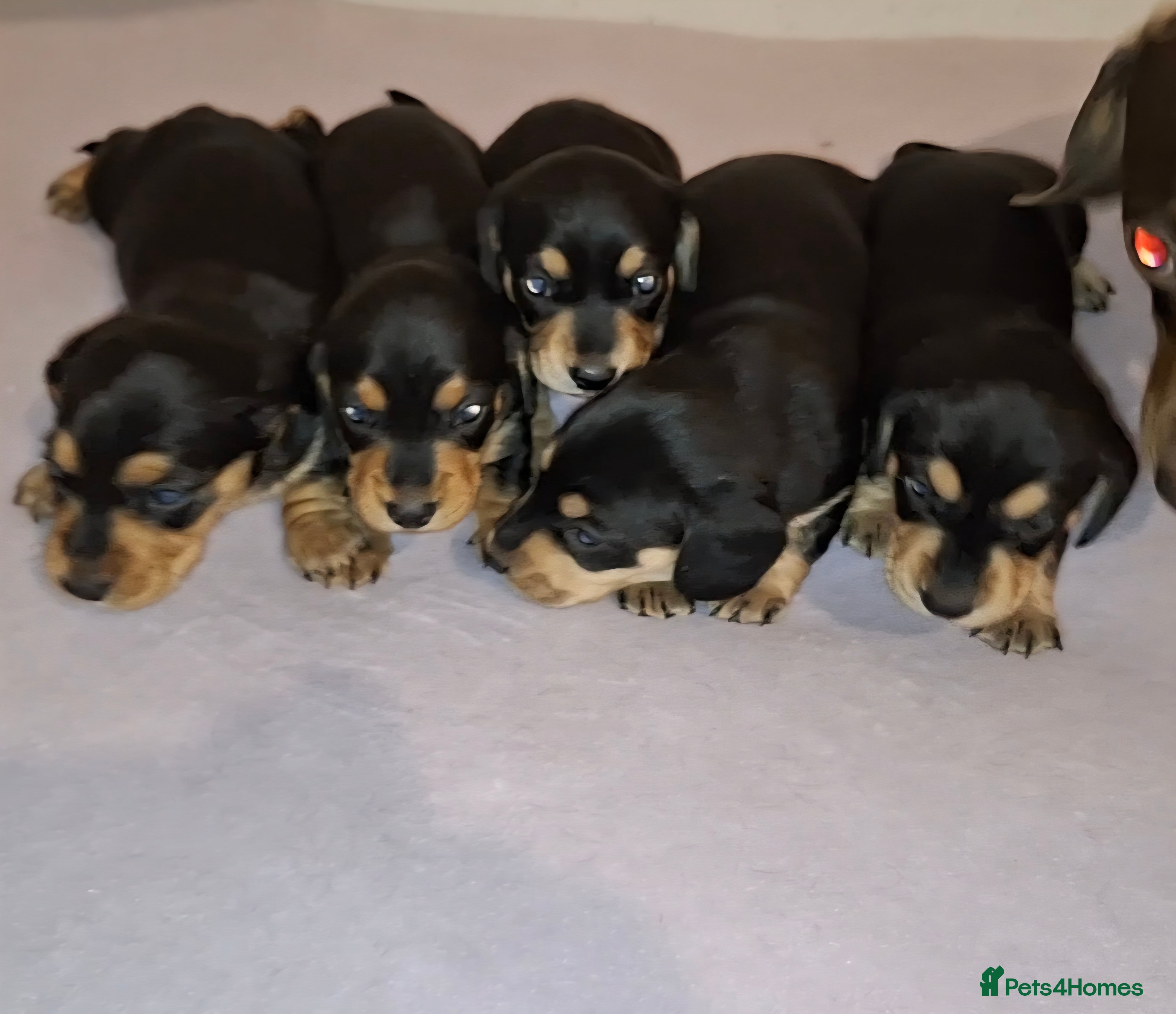 Miniature Dachshund dogs Stunning Miniature Dachshund Puppies  - Advert 12