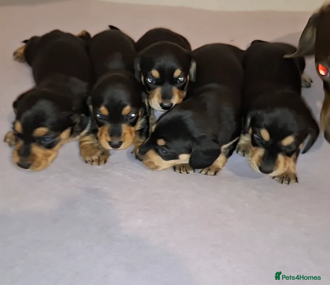 Miniature Dachshund dogs for sale: Stunning Miniature Dachshund Puppies  - Advert 1