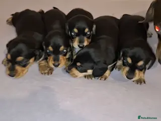 Miniature Dachshund dogs Stunning Miniature Dachshund Puppies - Advert 12