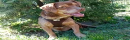 Mixed Breed dogs for adoption: 💙🐶 ALAN – LEFT BEHIND, BUT STILL RUNNING in Burton-on-Trent - Advert 5