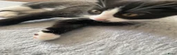 Mixed Breed cats for sale: Two beautiful black & white female kittens - Advert 29