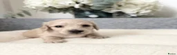 Miniature Dachshund dogs for sale: KC Reg, Health Tested Mini Longhaired Puppies  - Advert 7