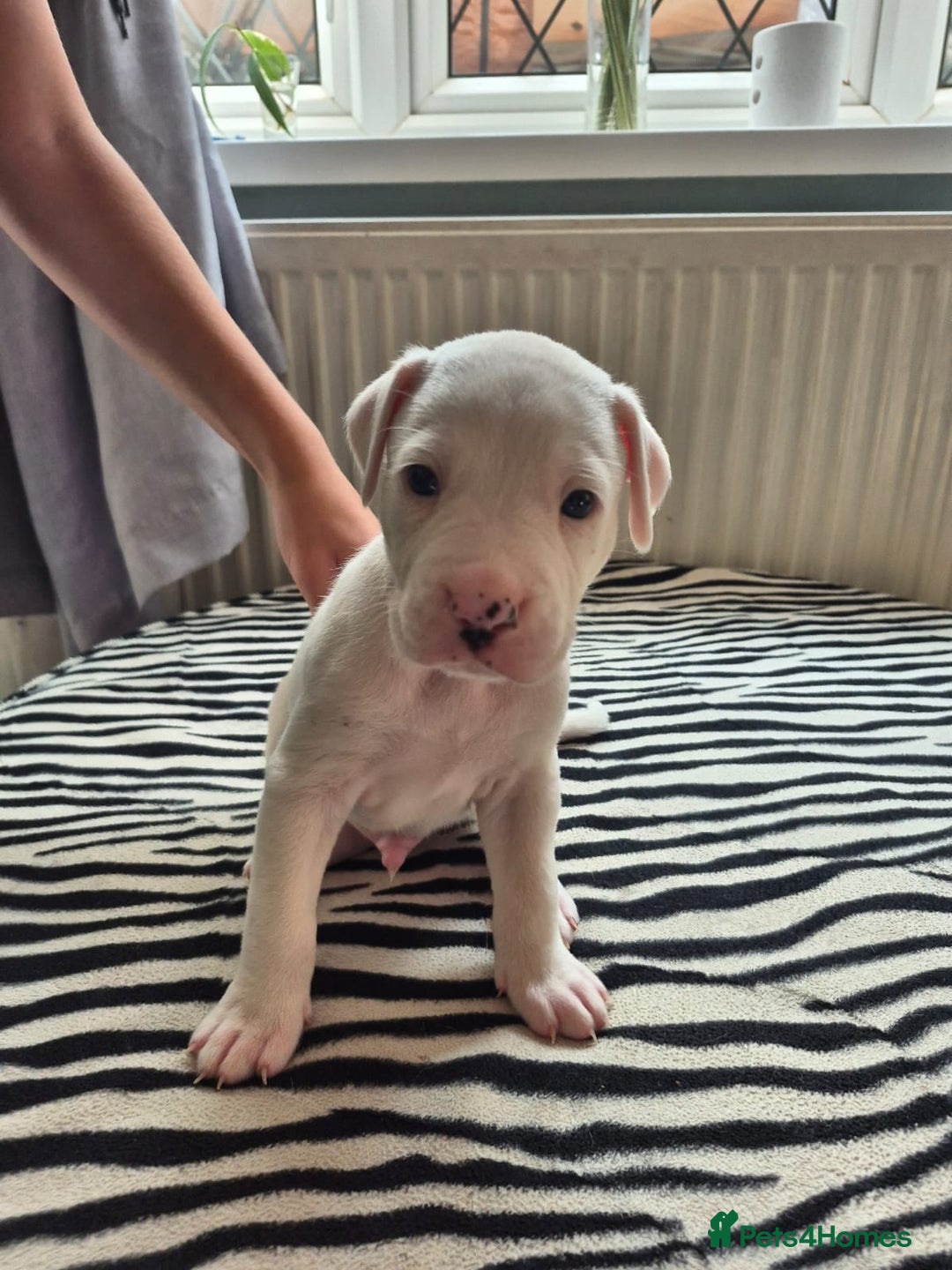 American Bulldog dogs for sale: American Bulldog Puppies  - Image 7