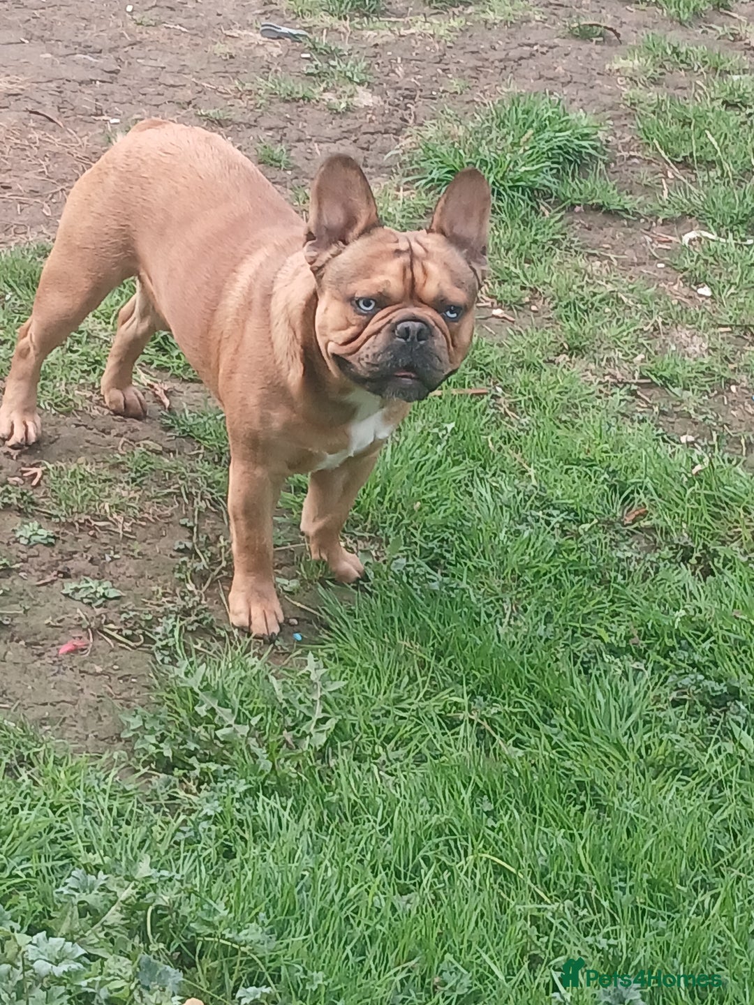 French Bulldog dogs for stud: Mr cryptic - Image 2