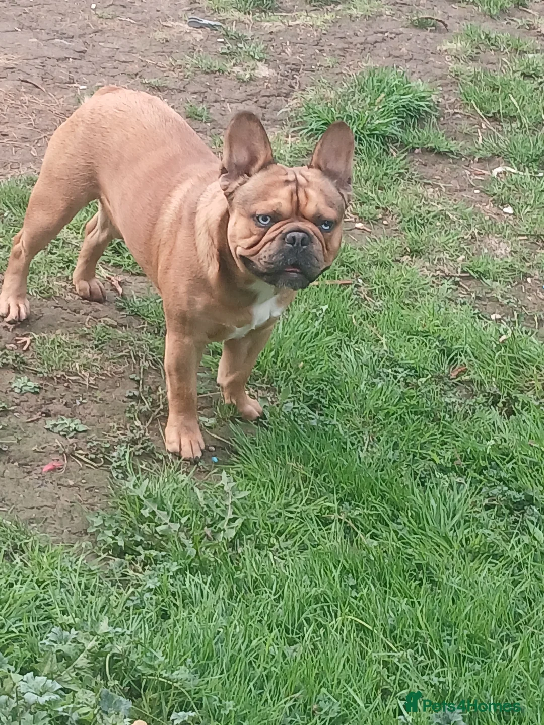 French Bulldog dogs for stud: Mr cryptic - Advert 2