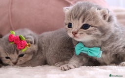 British Shorthair cats for sale: 🎄 British Shorthair - Ready 21 December - Image 4
