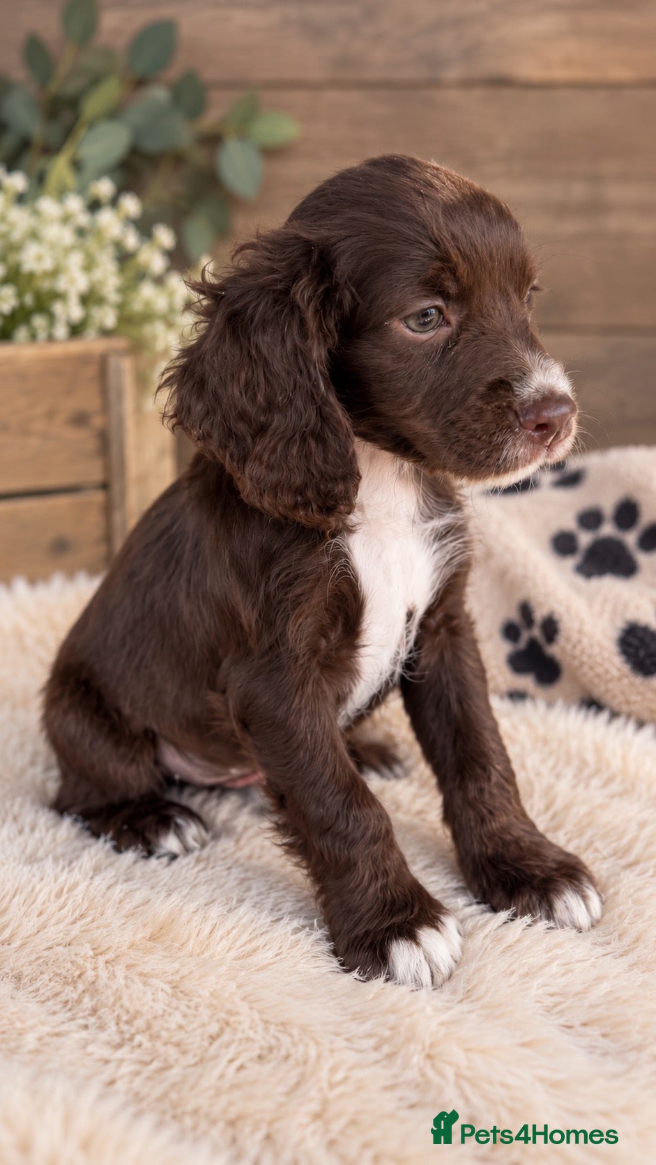 Cocker Spaniel dogs One chocolate spaniel girl left!! - Advert 3