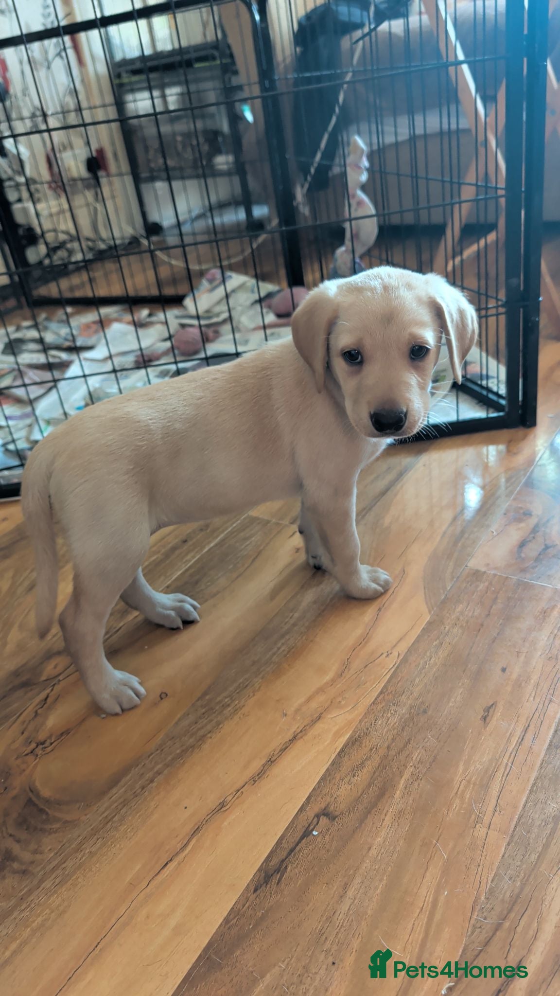 Labrador Retriever dogs Outstanding Labrador puppies! Last girl left! - Advert 1