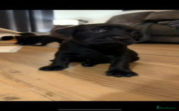 Mixed Breed dogs for sale: Beautiful Labrador cross puppies🐶 - Image 12