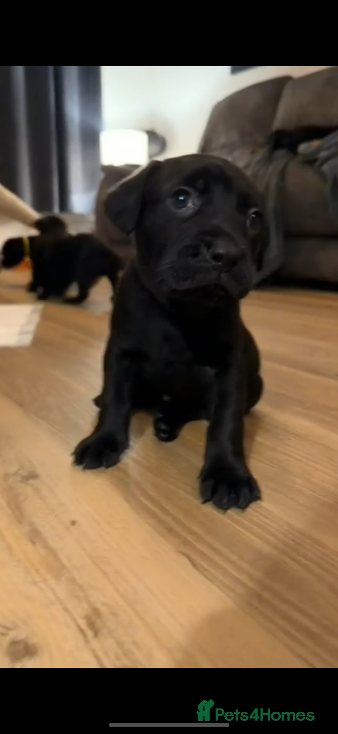 Mixed Breed dogs for sale: Beautiful Labrador cross puppies🐶 - Image 12