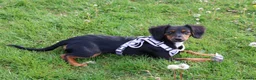 Mixed Breed dogs for sale: Poppy - Advert 3