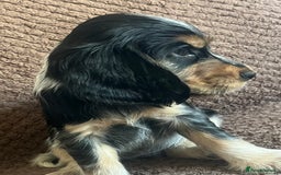 Cocker Spaniel dogs for sale: KC REG SHOW TYPE COCKER SPANIELS  - Image 10