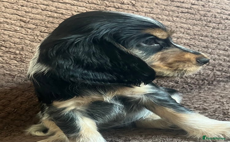 Cocker Spaniel dogs - Advert 11