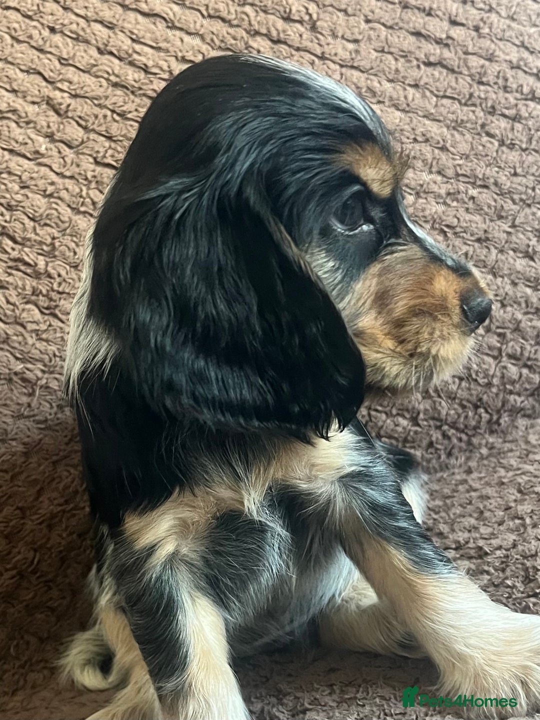 Cocker Spaniel dogs for sale: KC REG SHOW TYPE COCKER SPANIELS  - Image 10