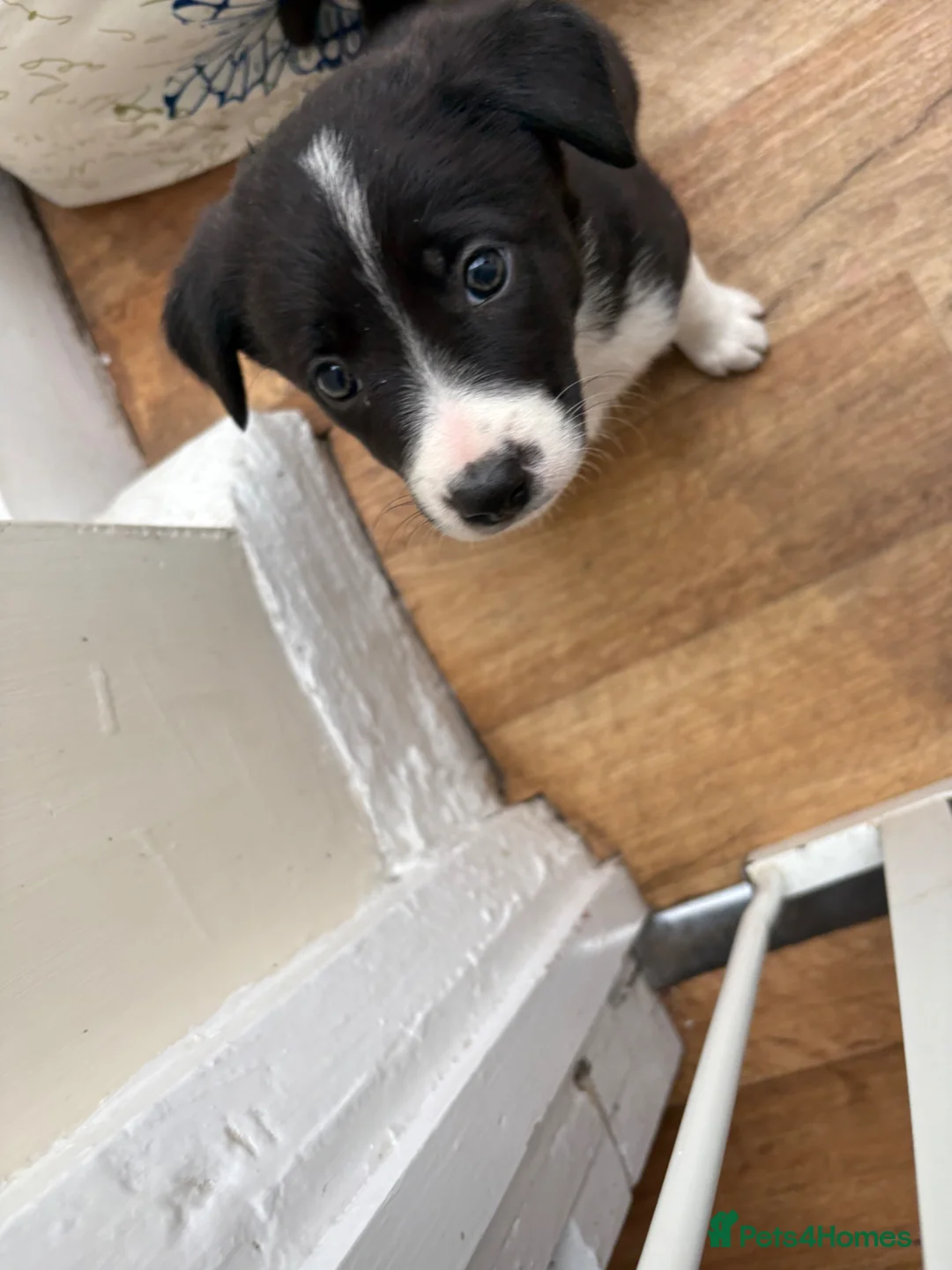 Mixed Breed dogs for sale: 7 week old Collie X Kelpie  - Advert 4