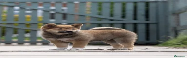 Japanese Shiba Inu Puppy 4