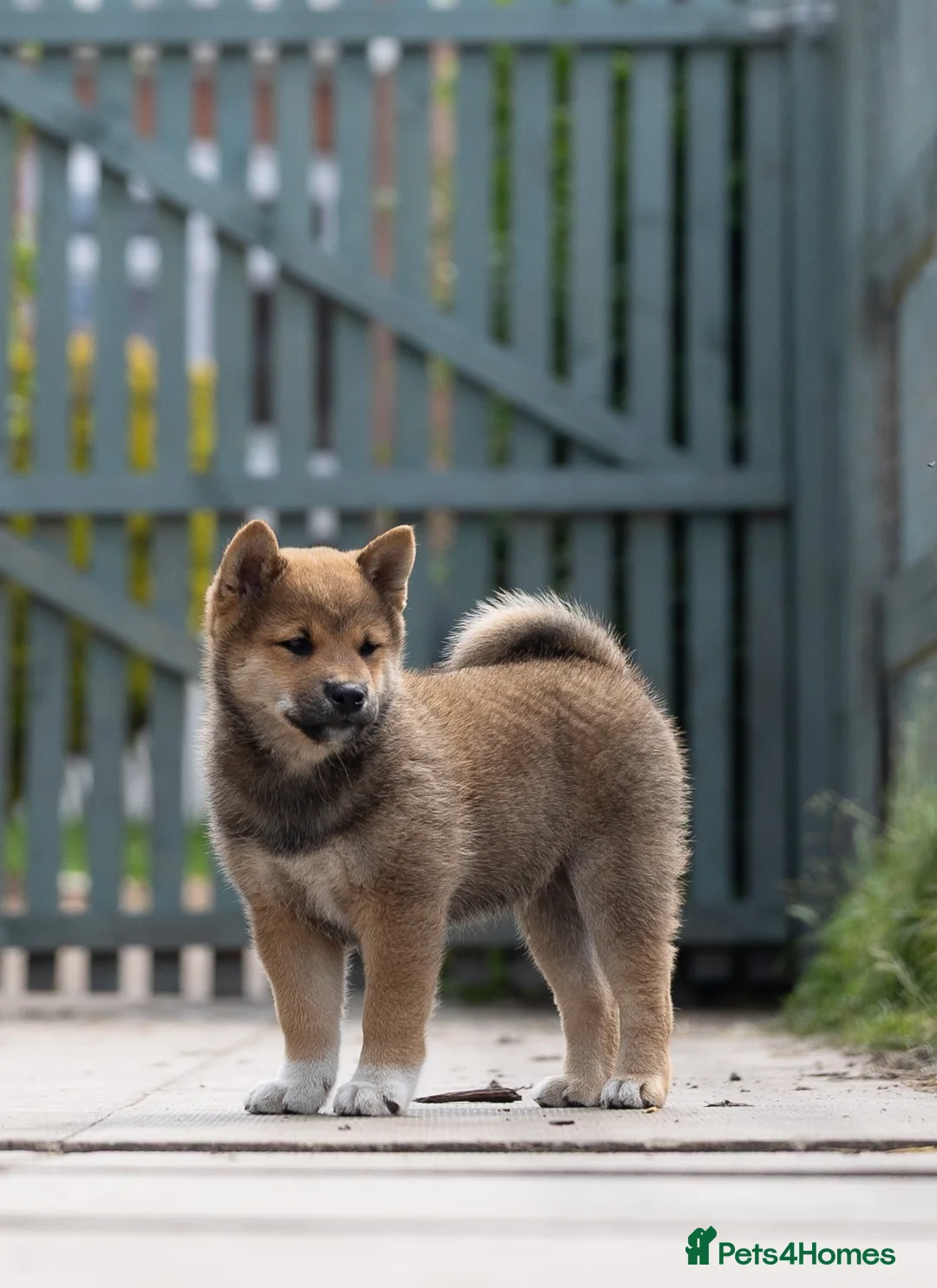 Japanese Shiba Inu dogs for sale: READY NOW Exclusive Japanese Shibas Puppies  🇯🇵 - Advert 25