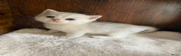 British Shorthair cats for sale: Silver pedigree British Shorthair kittens  - Advert 14