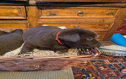 Labrador Retriever dogs for sale: 6 Adorable Chocolate Labs for Sale - Image 16