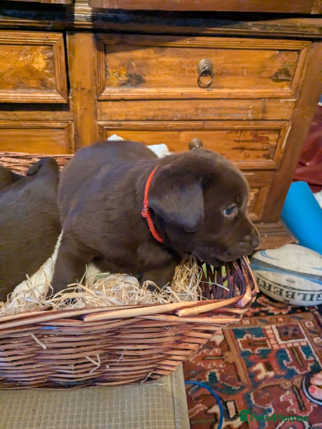 Labrador Retriever dogs for sale: 6 Adorable Chocolate Labs for Sale - Image 16