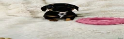 Mixed Breed dogs for sale: miniature dachshunds+French bulldog in Cardiff - Advert 19