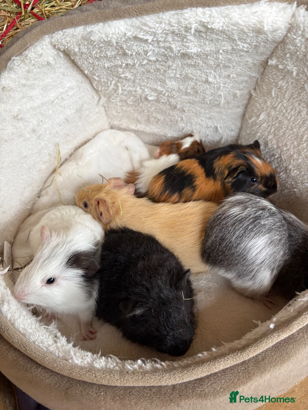 Guinea Pig rodents for sale: Beautiful and friendly guinea pig babies  - Advert 2