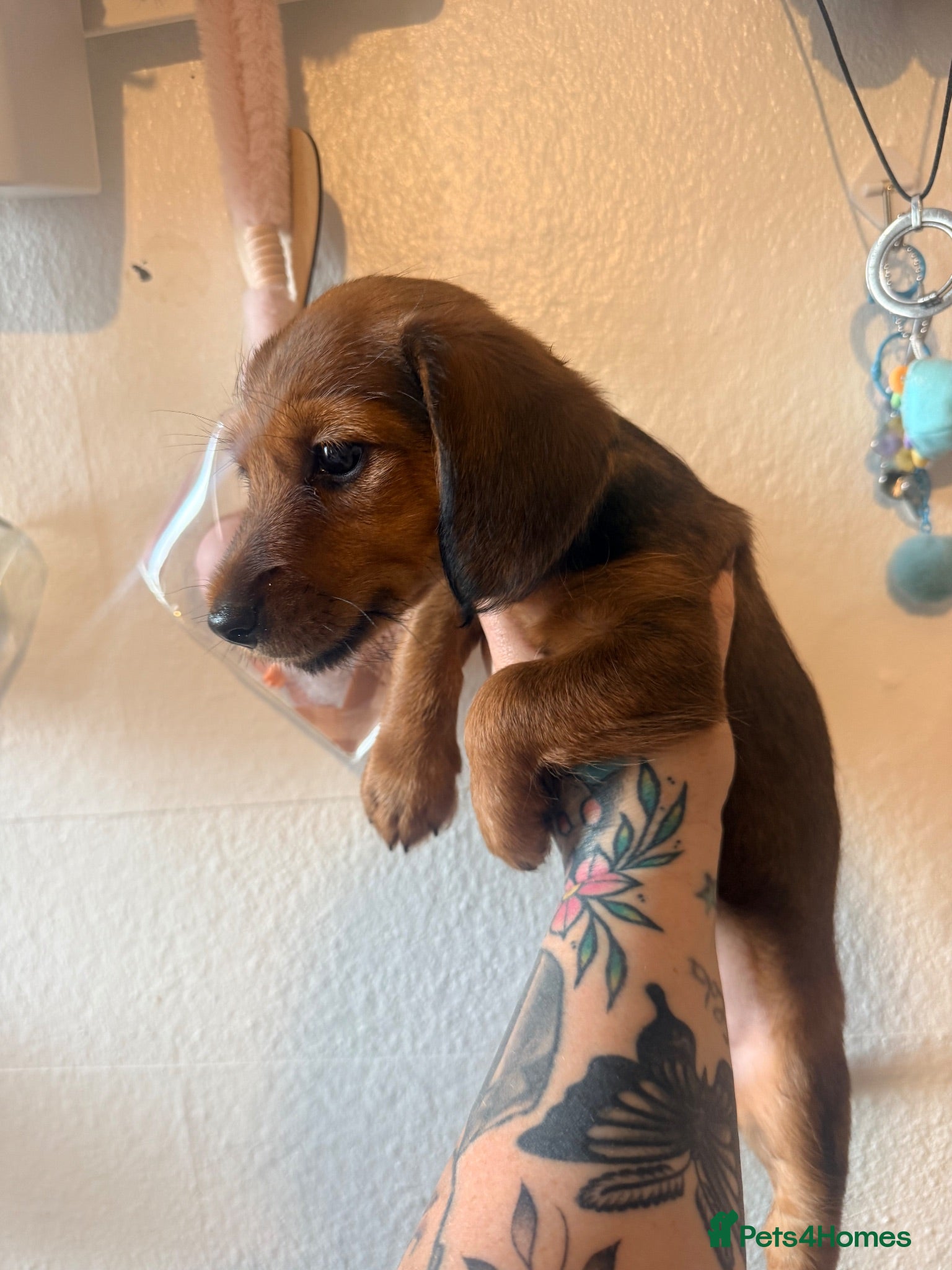 Mixed Breed dogs Miniature dachshund x Yorkie  - Advert 3