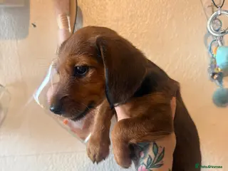 Mixed Breed dogs Miniature dachshund x Yorkie - Advert 3