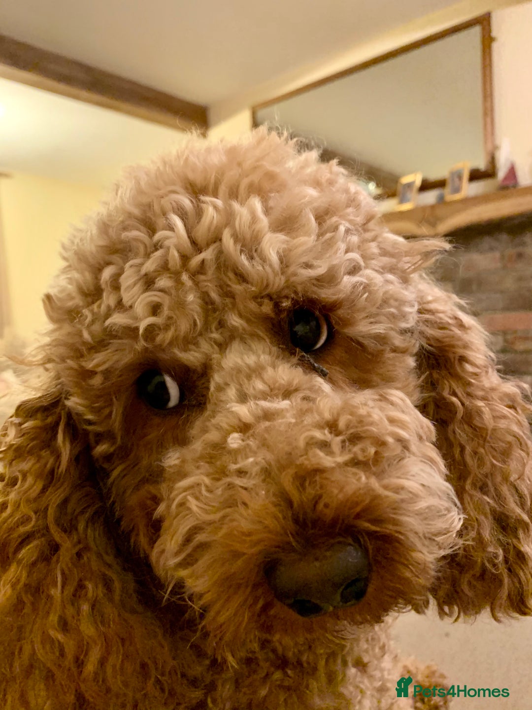 Cockapoo dogs for sale: Melt your heart ❤️ F1 Cockapoos - Image 2
