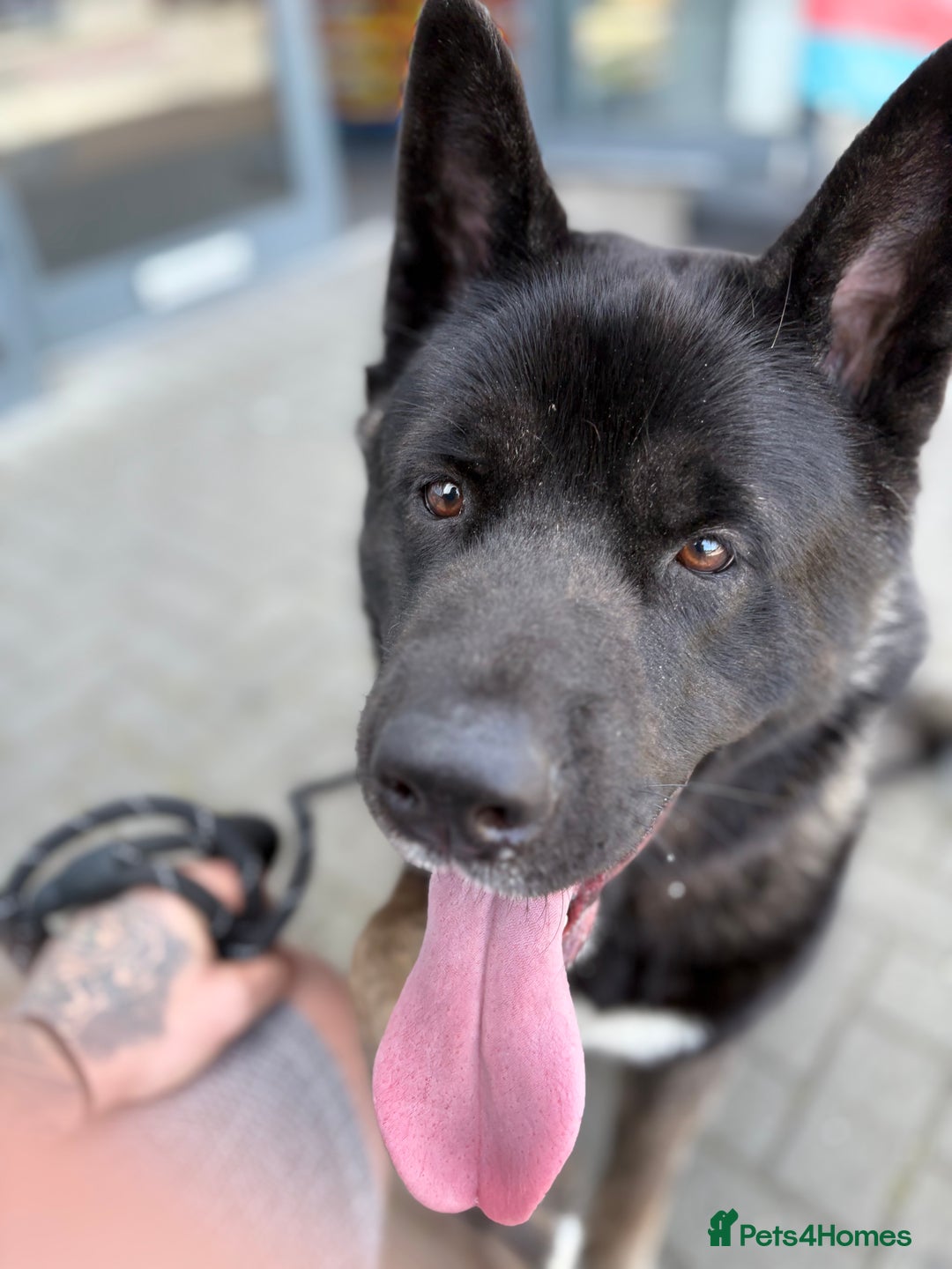 Akita dogs for sale: Looking to rehome my American Akita ASAP - Image 3