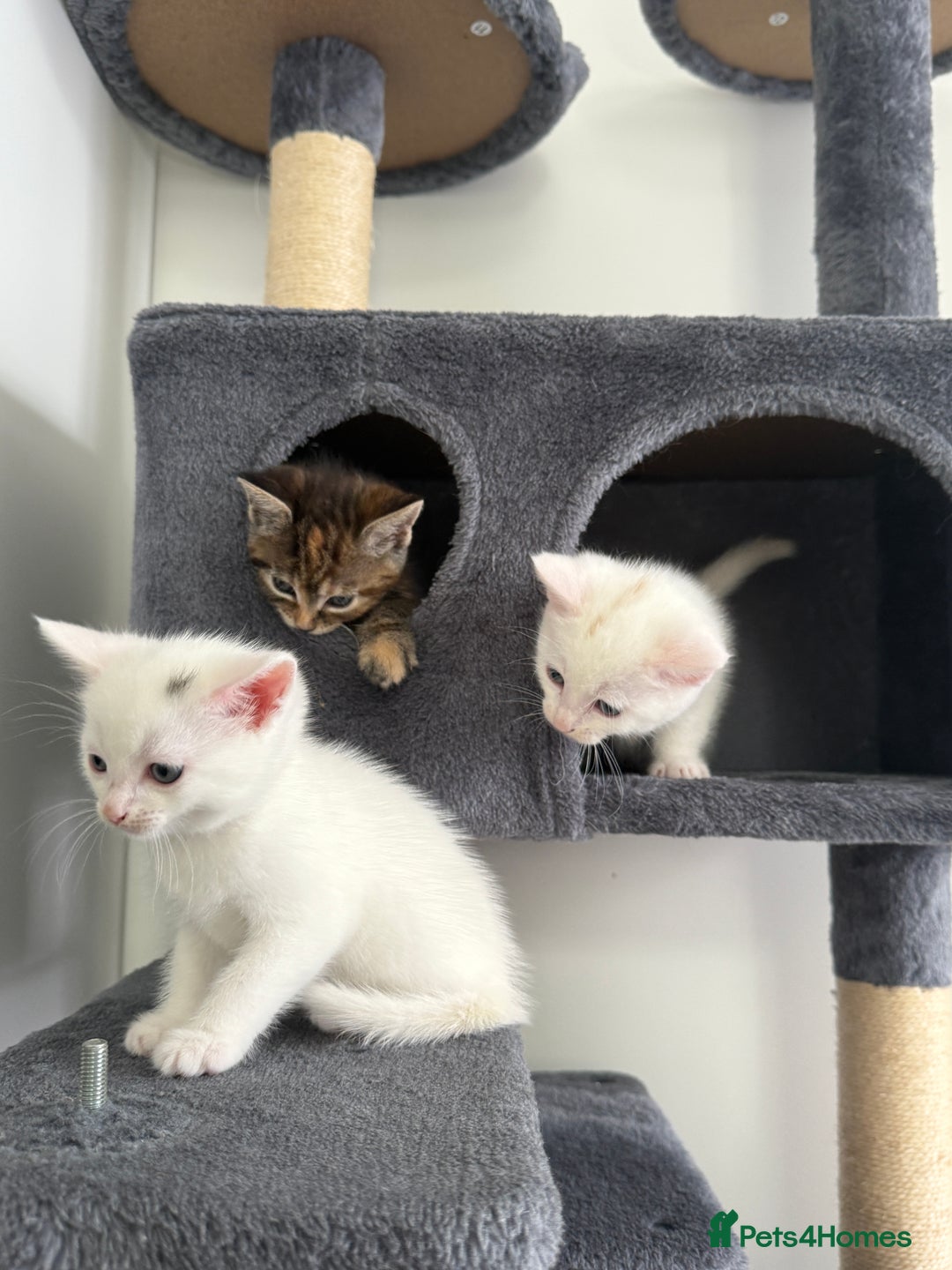 Turkish Angora cats for sale: 4 Beautiful Turkish Angora Mix Kittens - Image 12