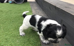 Cocker Spaniel dogs for sale:  show cocker puppy.KC reg. AMS.PRA. & FN clear. - Image 27