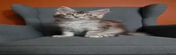 Maine Coon cats for sale: Maine coon 🧡🖤🩶 ready to leave - Advert 14