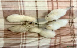 Ragdoll cats for sale: 5 beautiful and healthy Ragdoll kittens - Image 5