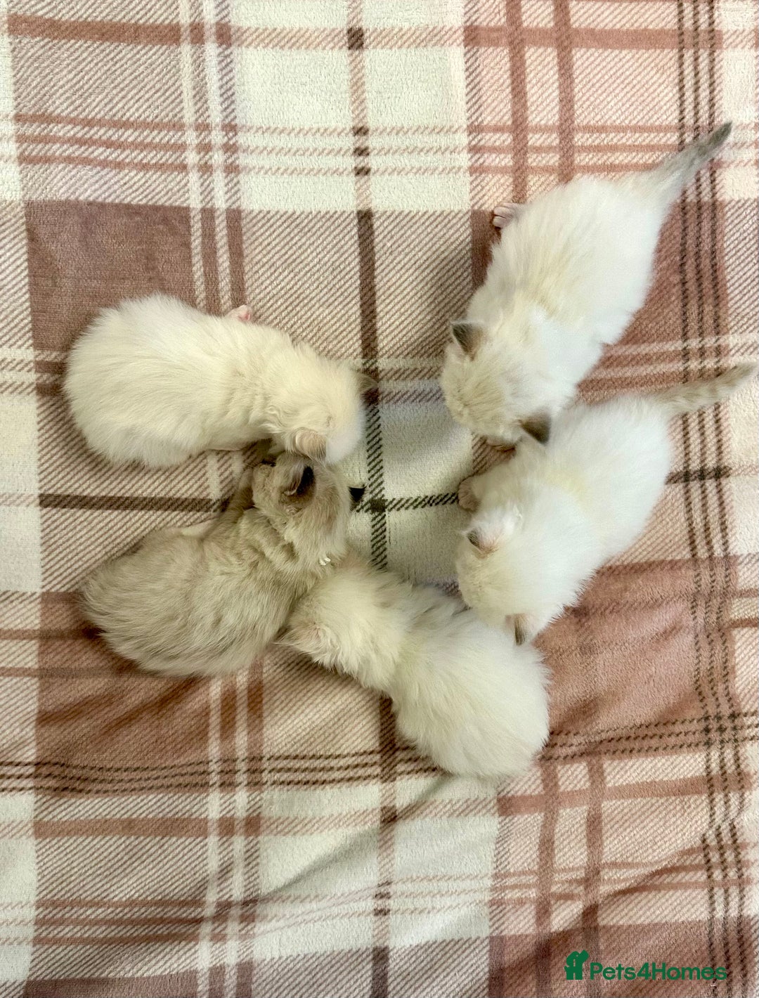 Ragdoll cats for sale: 5 beautiful and healthy Ragdoll kittens - Image 5