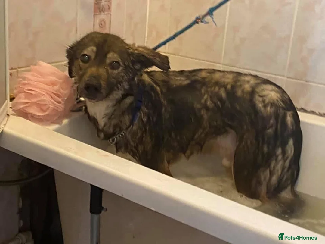 Mixed Breed dogs for adoption: Stanley - Norwich Norfolk  in Norwich - Advert 36