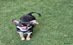Chihuahua dogs for sale: Male Chihuahua  - Image 3