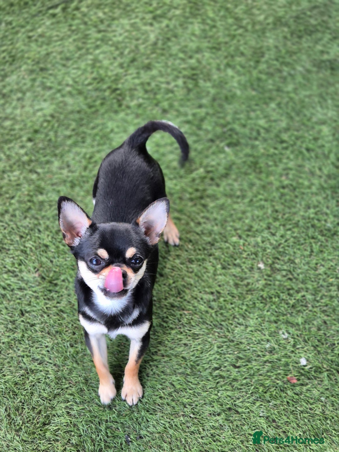 Chihuahua dogs for sale: Male Chihuahua  - Image 3