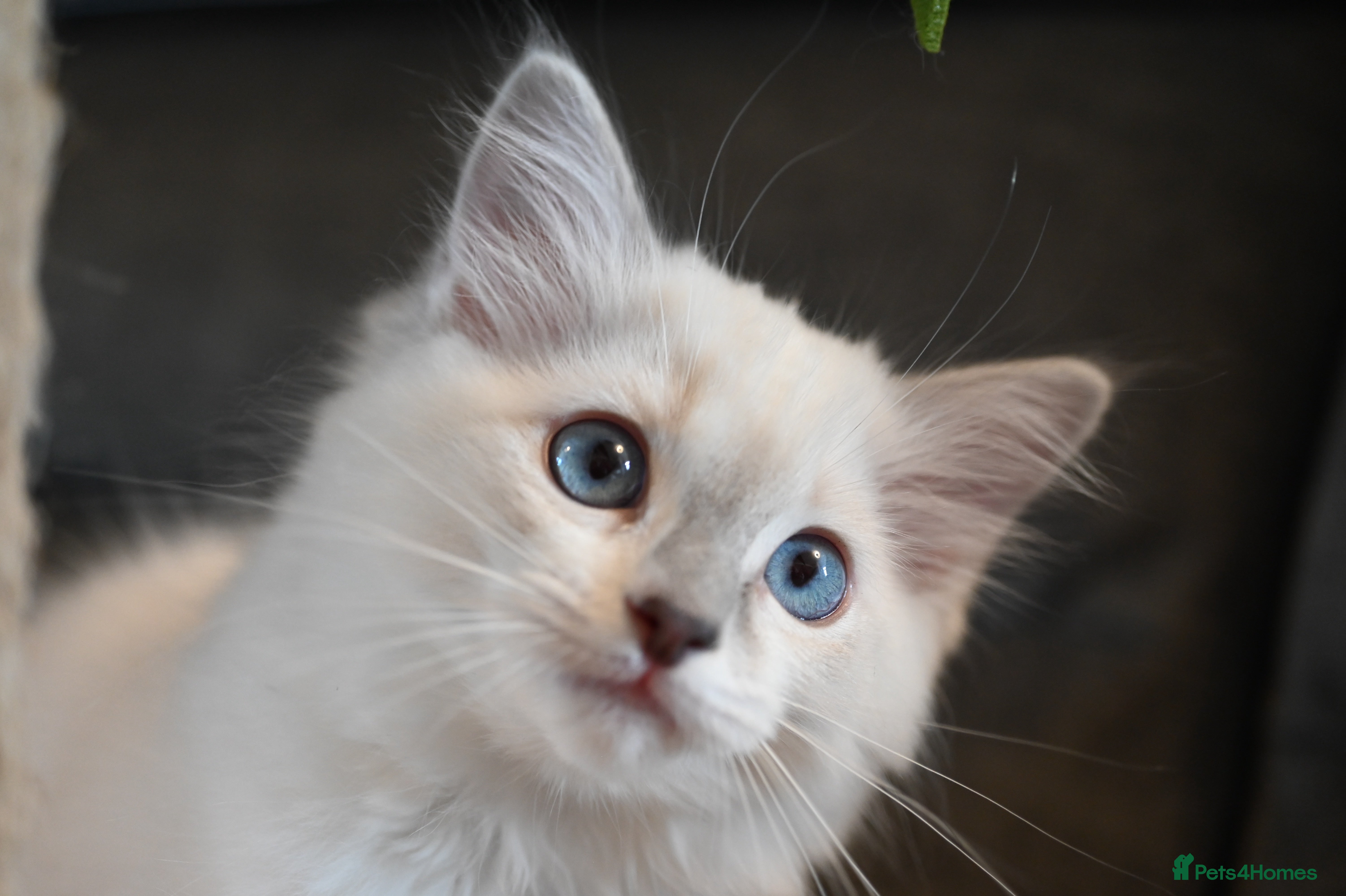 Ragdoll cats Ready to leave 4th Feb, TICA reg Ragdoll kittens   - Advert 1