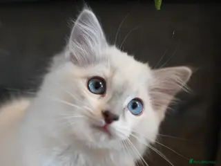 Ragdoll cats Ready to leave 4th Feb, TICA reg Ragdoll kittens - Advert 1