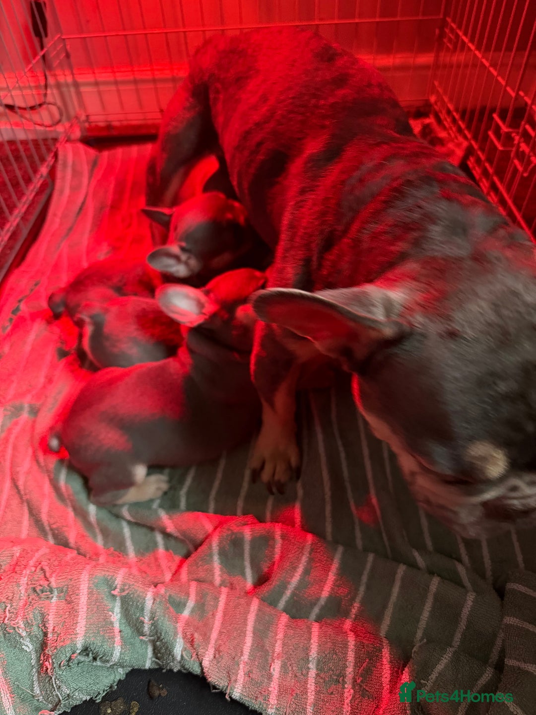 French Bulldog dogs for sale: French bulldogs  - Advert 19