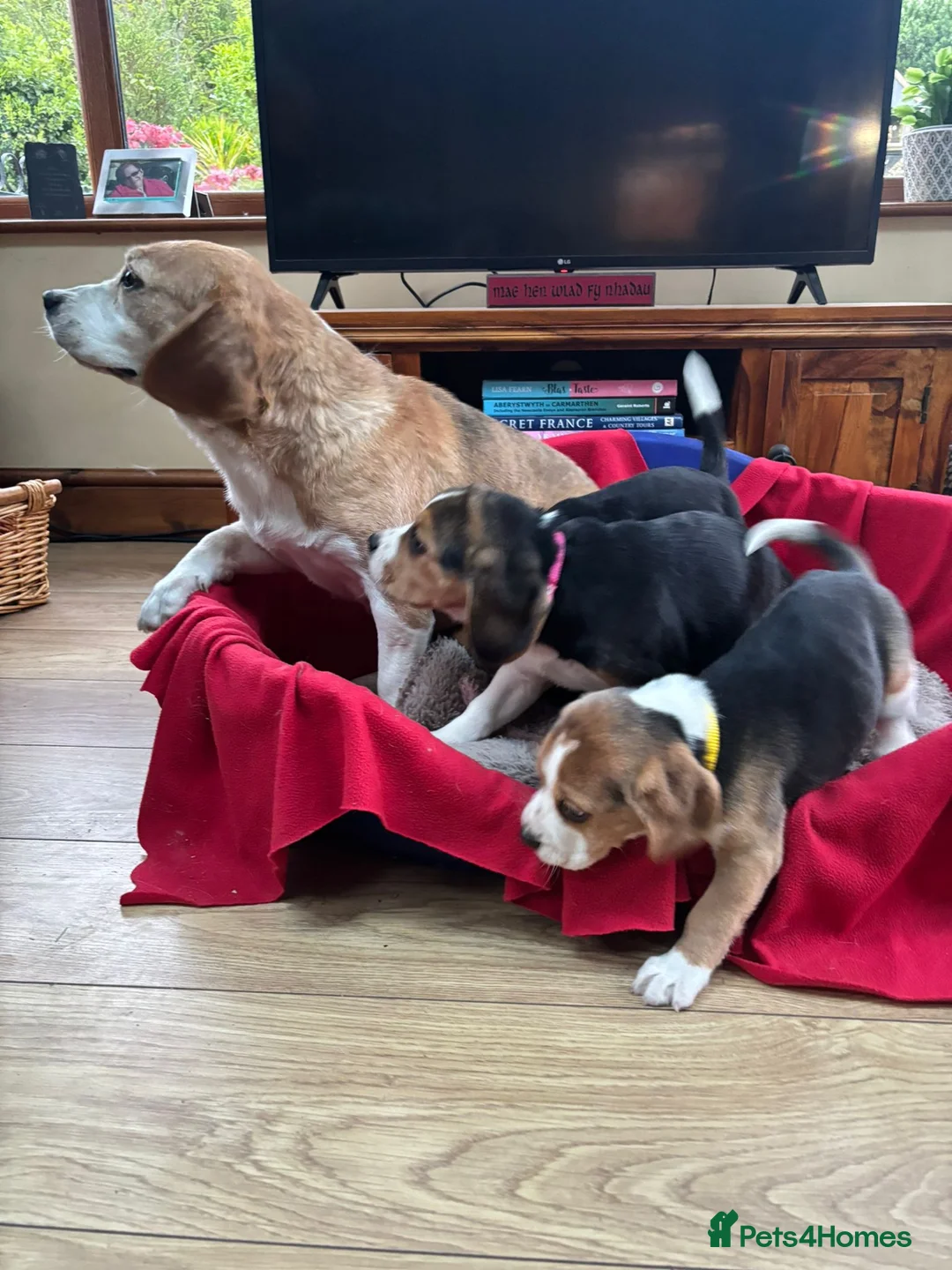Beagle dogs for sale: Beautiful Beagle Puppies for sale - Advert 8