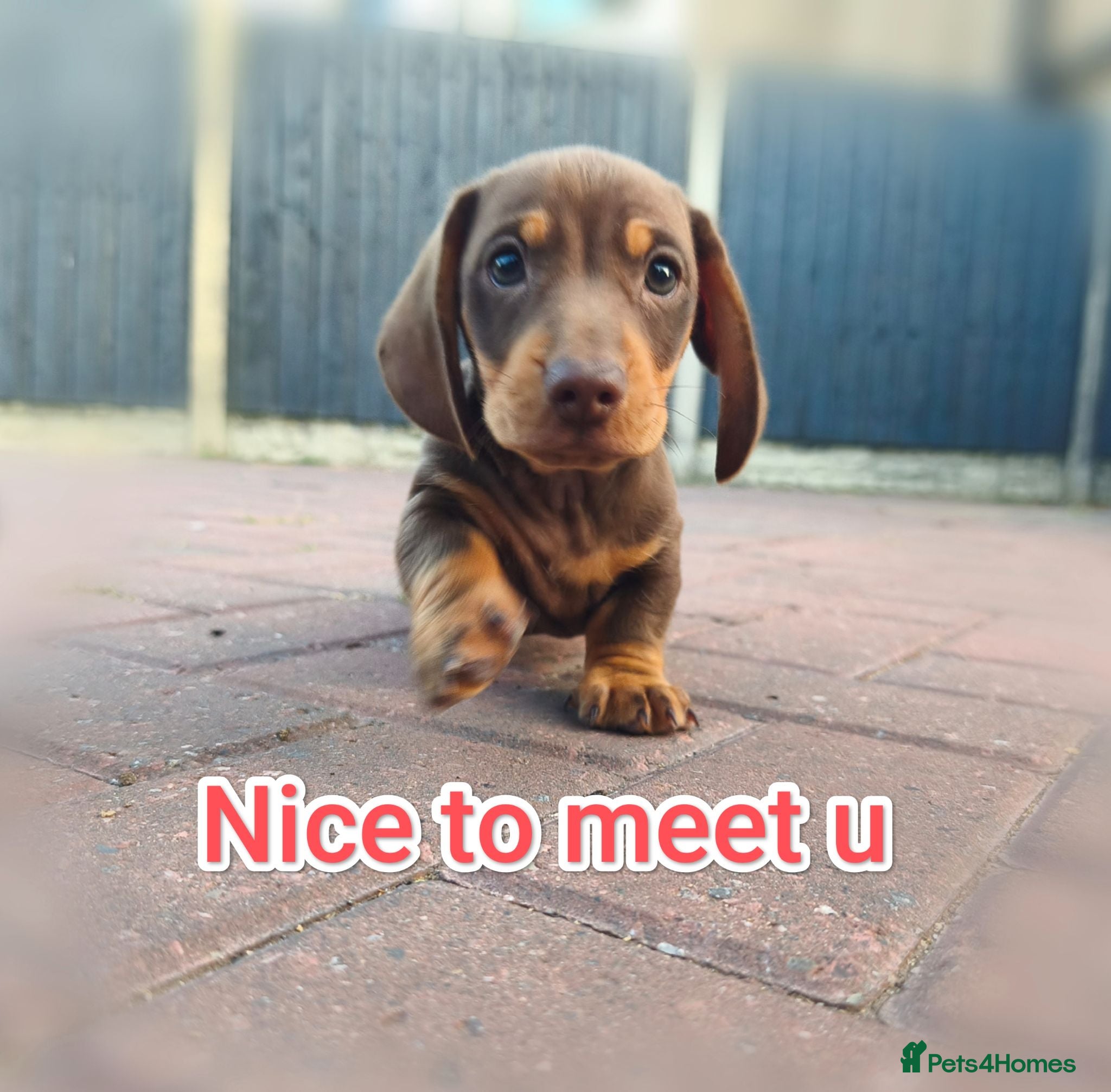 Miniature Dachshund dogs Exceptional  top quality miniature dachshund kc - Advert 2