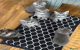 Scottish Fold cats for sale: Scottish fold kittens  - Image 31