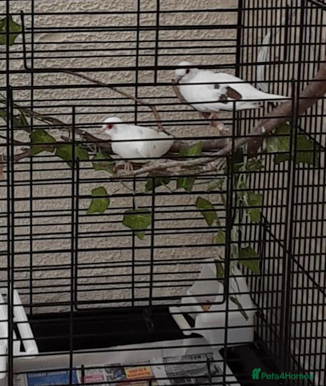 Doves birds for sale: White/pied Diamond Doves - Advert 3