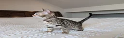 Bengal cats for sale: 🖤🩶🤍 BEAUTIFUL BENGAL KITTENS 🤍🩶🖤 - Advert 14