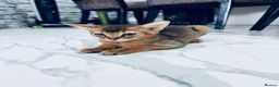 Abyssinian cats for sale: TICA registered boy and girl - Advert 10