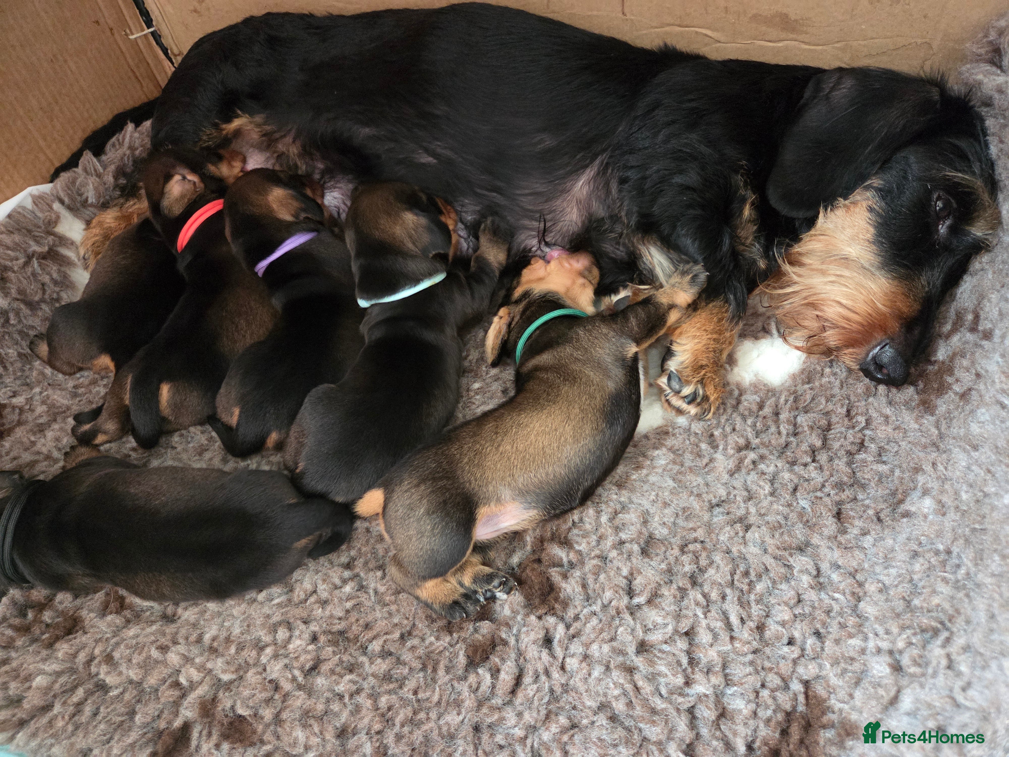 Dachshund dogs RKC fully health tested Wirehaired Dachshunds. - Advert 17