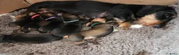 Dachshund dogs for sale: RKC fully health tested Wirehaired Dachshunds. - Advert 1