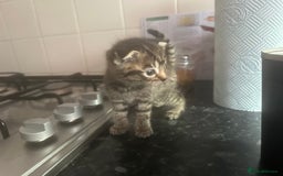 Scottish Fold cats for sale: Scottish Fold Kittens - Image 18